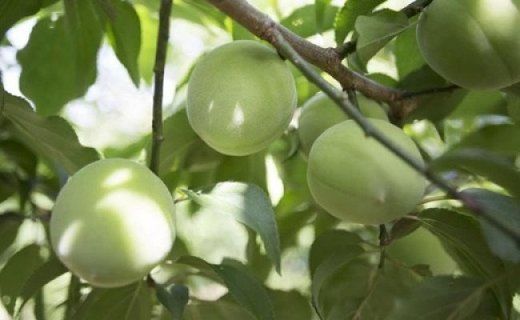 梅ジュース　梅シロップ（700g×2本入り）紀州青梅使用