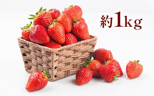 【先行予約】ゆうべにいちご　約1kg 果物 くだもの 旬 ジャム 季節の果物 【2026年2月上旬より順次発送】