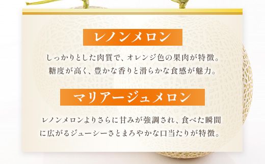 【先行予約】赤肉メロン（レノンまたはマリアージュメロン）約1.3kg 果物 くだもの 旬 ご褒美 季節の果物 赤肉 メロン 八代市産 【2026年6月中旬より順次発送】