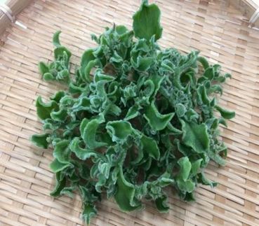 BB002　アイスプラント進化形 シャインリーフ（100g入り×10パック）