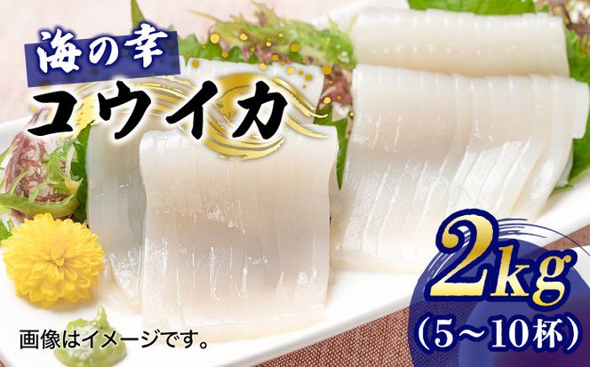 【先行予約】【2027年3月下旬以降順次発送】築上町で捕れた コウイカ 約2kg (5～10杯)《築上町》【明青丸】 [ABCB007]