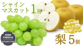 シャインマスカット1房と梨5個【令和6年8月より発送開始】（茨城県共通返礼品：かすみがうら市産） 詰め合わせ 果物 フルーツ 茨城県産 [BI437-NT]