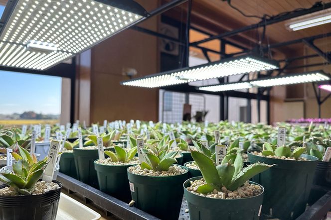 BN014-1 あらゆる植物・野菜・果樹に使用できる広角照射モデル BN014-1 あらゆる植物・野菜・果樹に使用できる広角照射モデル