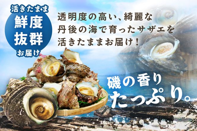 【北畿水産　活きたまま発送】京丹後産さざえ1kg（10個から14個）　HK00156