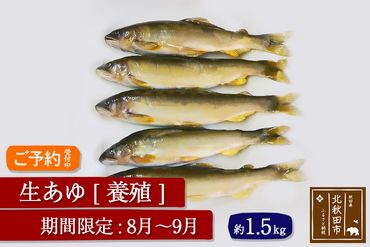 生あゆ 養殖 1.5kg（発送時期 8月〜9月）|arac-00003