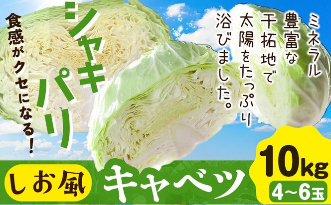 しお風キャベツ 約10kg ( 4～6玉 )《1月中旬-3月末頃出荷予定》キャベツ 野菜 青果物 岡山県 笠岡市---223_731_1c3m_23_8000_10kg---