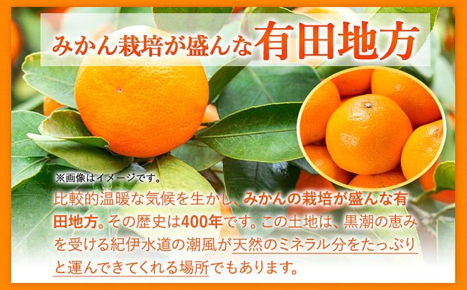 【先行予約】有田みかん 秀品 5kg(サイズおまかせ)とち亀物産 紀伊国屋文左衛門本舗《10月中旬-1月中旬頃出荷予定》和歌山県 日高町 有田みかん みかん 果物 フルーツ ブランド果実---wsh_ttk23_10c1c_25_16000_5kg---