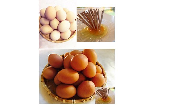 A2005初たまご　プレミアムひまわりたまご（54個程度）※破卵補償10個含 卵 鶏卵 玉子