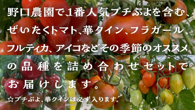 華クイン！プチぷよ！自慢のフルーツ ミニトマトセット！プチぷよ華クインを含む 5パック 約1.4kg トマト ミニトマト プチぷよ フルティカ アイコ 華クイン 新鮮 美味しい 野菜 [J006-NT]
