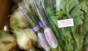 005A500 【先行予約】泉州TONOファーム厳選 春の野菜セット【新鮮 野菜 泉佐野産 やさい 数量限定】