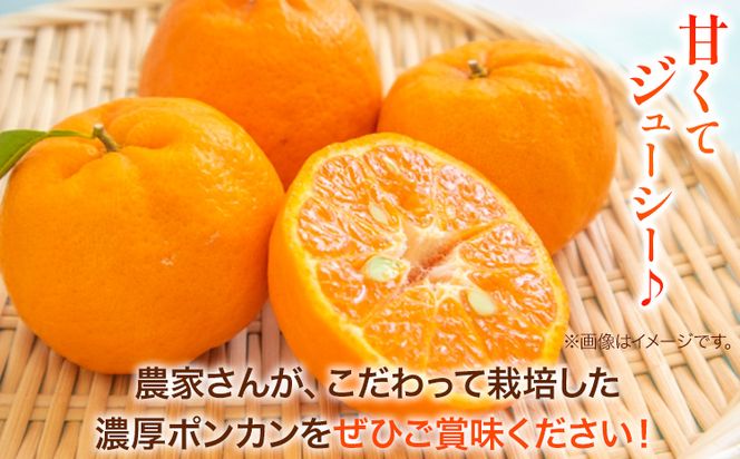 [濃厚・春みかん] 有田産 ポンカン 約 5kg(サイズおまかせ) 厳選館 《2月上旬-3月中旬頃出荷》 和歌山県 日高町 送料無料 柑橘 柑橘類 みかん ポンカン---wsh_gsk15_ae2_23_15000_5200g---