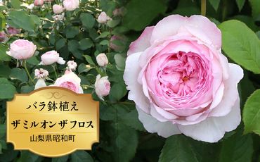 バラ鉢植え「ザ ミル オン ザ フロス」 SWBD005