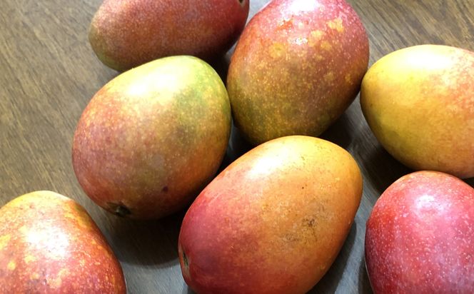 yꌧdzystzy2026NzYgĂAbv}S[ 󂠂i 1.5kg - s\ ꌧY Yn 썑t[c {̖o G߂̉ʕ p ƒp ꌧ d