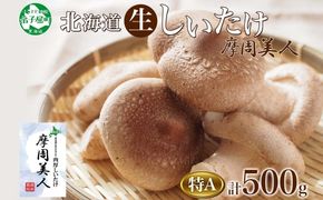 1803. しいたけ 特A 秀品 2パック 計500g 摩周美人 シイタケ 椎茸 生しいたけ きのこ キノコ 菌床栽培 大粒 肉厚 BBQ バーベキュー 送料無料 北海道 弟子屈町 5000円