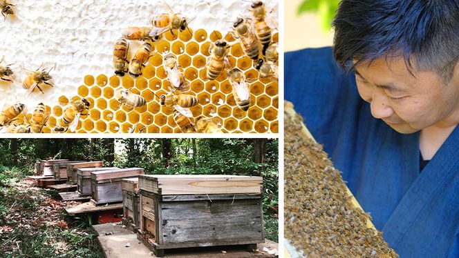 【 数量限定 】田舎はちみつ ボトル 3種 セット [ ピタッとボトル B3 280g ]（ 茨城県共通返礼品： 五霞町 ） 季節で移ろう 生ハチミツ 蜂蜜 非加熱 茨城県産 国産 天然 純粋 贈答用 [EG004us]