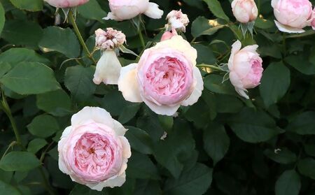 バラ鉢植え「ザ ミル オン ザ フロス」 SWBD005