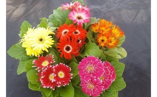 ミニガーベラナカノセレクション3号(9cm)ポット6個(ビビット系ミックス)