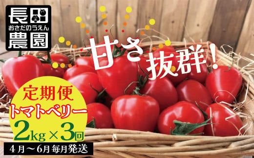 [4月〜6月の定期便]たっぷり約2kg×3回! 人気No.1トマトベリーの定期便 野菜ソムリエサミット 金賞 受賞 長田農園 産地直送 トマト とまと 野菜 やさい フルーツ サラダ 濃厚 甘い ご褒美 プレゼント 美容 健康 リピート多数 人気 高評価 数量限定 碧南市