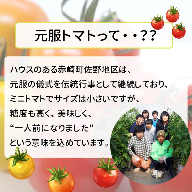 赤崎元服トマト フルーツトマト 500g 野菜 ミニトマト [kata003]	