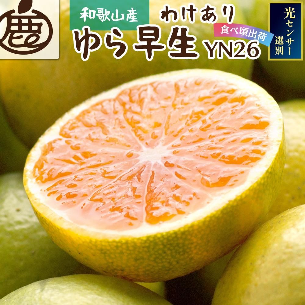 家庭用 極早生有田みかん 2.5kg+75g(傷み補償分)[YN26・ゆら早生][わけあり・訳あり][2024年9月中旬より発送]