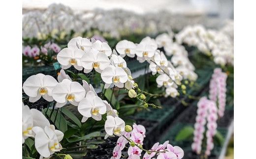 C001 【金賞受賞】スタンダード＊姫葵（ヒメアオイ）大輪＊２本立