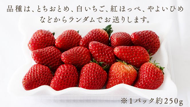 【2027年1月より発送開始】【 定期便 】 合計3kgお届け いちご の3ヶ月連続お届け便 （1回：250g×4パック）×3回（茨城県共通返礼品：城里町産） 果物 フルーツ イチゴ 苺 白いちご 白苺 とちおとめ 白いちご 紅ほっぺ やよいひめ 定期便 [BI346-NT]