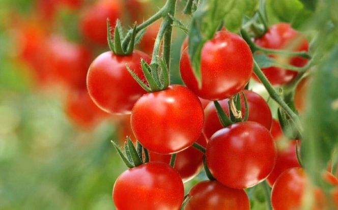 ミニトマト (キャロルセブン)800g トマト 野菜 新鮮 期間限定トマト 愛西市 / 株式会社石原農園[AEBG005]