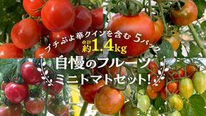 華クイン！プチぷよ！自慢のフルーツ ミニトマトセット！プチぷよ華クインを含む 5パック 約1.4kg トマト ミニトマト プチぷよ フルティカ アイコ 華クイン 新鮮 美味しい 野菜 [J006-NT]