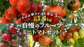 【2024年11月から発送開始】華クイン！プチぷよ！自慢のフルーツ ミニトマトセット！プチぷよ華クインを含む 5パック 約1.4kg トマト ミニトマト プチぷよ フルティカ アイコ 華クイン 新鮮 美味しい 野菜 [J006-NT]