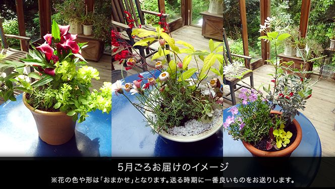【 確実園 オリジナル 】 寄せ植え DX （おまかせ1点） ガーデニング 花 はな フラワー 鉢 鉢植え [BG010us]