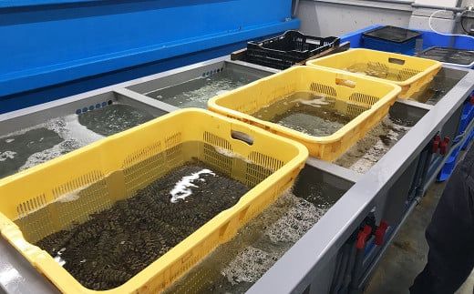 【指定日必須】天草産 活車海老 500g【発送期間2025年11月25日から2026年3月31日】ご入金後から14日以降かつ配送期間内にて、寄付フォームの応援メッセージ欄に必ず配送希望日を記載ください