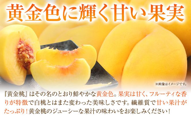 ご家庭用 おかやまの黄金桃 約900g 令和6年産 先行予約 《8月下旬-9月中旬頃出荷(土日祝除く)》 桃 黄桃 黄金桃 晴れの国おかやま館 フルーツ 果物 果実 岡山県 笠岡市---A-178b---