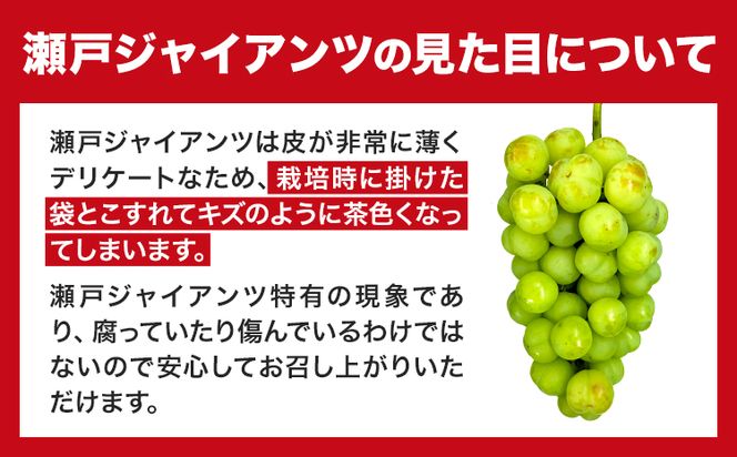 【2025年産先行予約】たたらみねらる 瀬戸ジャイアンツ 約1.3kg(2~3房) Y＆G.ディストリビューター株式会社《8月下旬-10月下旬頃出荷》岡山県 笠岡市 マスカット ぶどう ブドウ 葡萄 フルーツ 果物---2-22a---