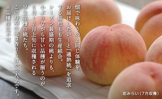 「6月～7月の早生（わせ）桃」約0.9kg　岡山県総社もも生産組合【2025年産先行予約】25-013-001