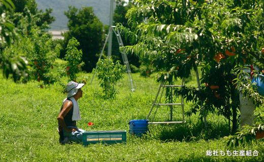 「6月～7月の早生（わせ）桃」約0.9kg　岡山県総社もも生産組合【2025年産先行予約】25-013-001