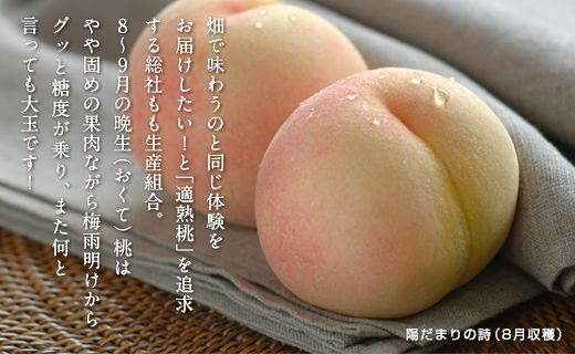 「8～9月晩生（おくて）桃」約1kg岡山県総社もも生産組合【2025年産先行予約】25-013-002