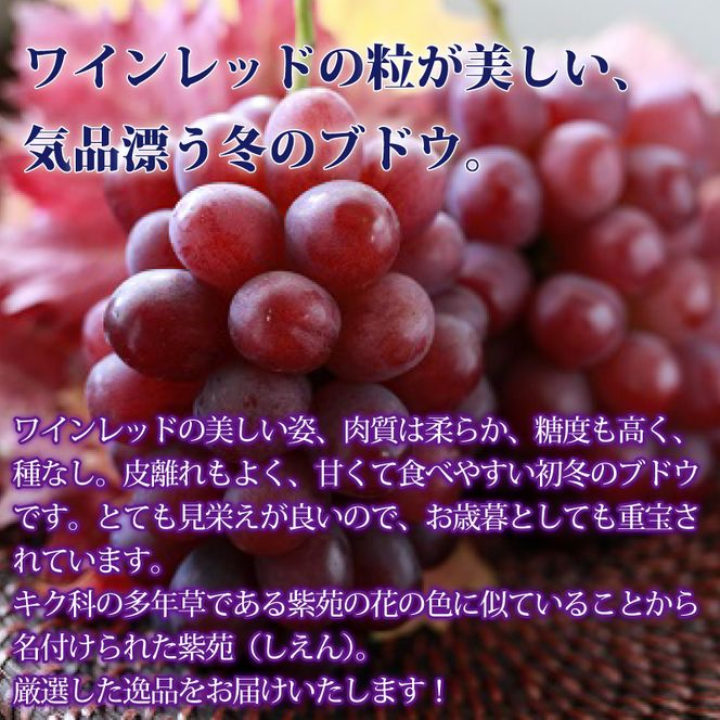 冬ぶどう「紫苑」岡山県総社市産【2025年産先行予約】25-018-002