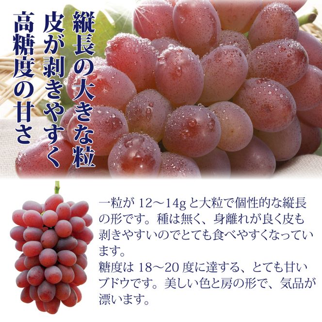 冬ぶどう「紫苑」岡山県総社市産【2025年産先行予約】25-018-002