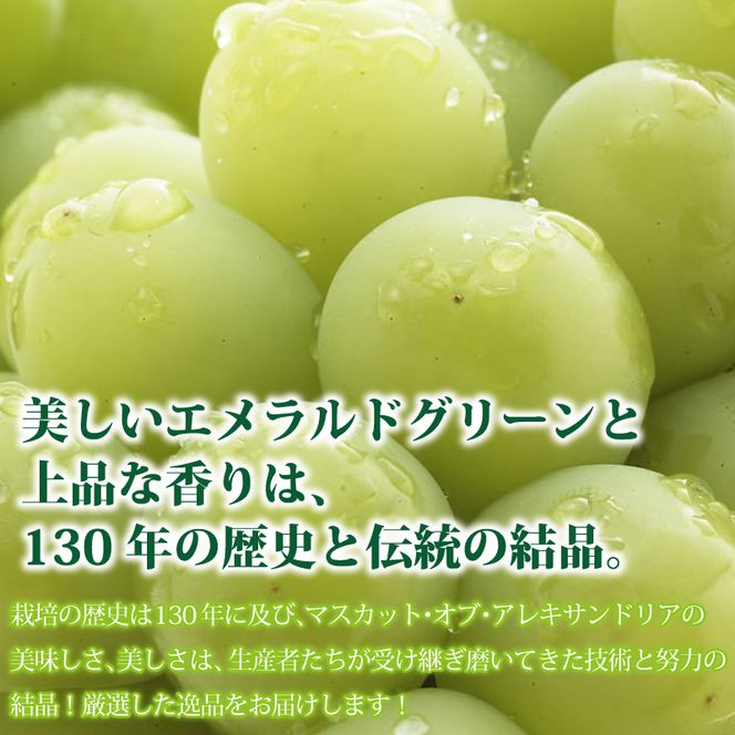 ぶどう「マスカットオブアレキサンドリア」　岡山県総社市産【2025年産先行予約】25-019-001