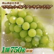 ぶどう「マスカットオブアレキサンドリア」　岡山県総社市産【2025年産先行予約】25-019-001