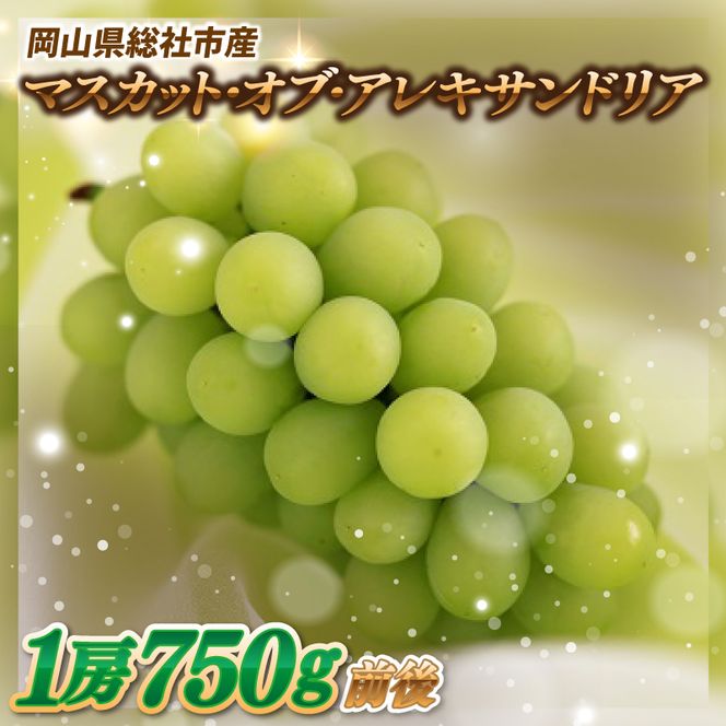 ぶどう「マスカットオブアレキサンドリア」　岡山県総社市産【2025年産先行予約】25-019-001