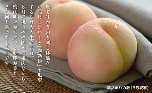 8月の桃（厳選大玉約2kg）岡山県総社もも生産組合【2025年産先行予約】25-050-003