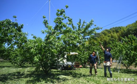 【4回定期便】桃 食べつくしハーフコース（6月～7月の桃）岡山県総社もも生産組合【2025年産先行予約】25-056-001