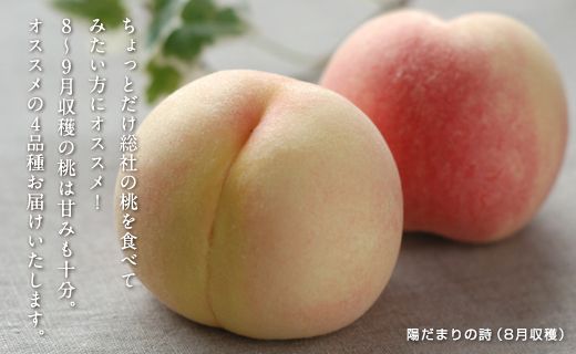 【4回定期便】白桃 食べつくしハーフコース（8月～9月の桃）岡山県総社もも生産組合【2025年産先行予約】25-056-002