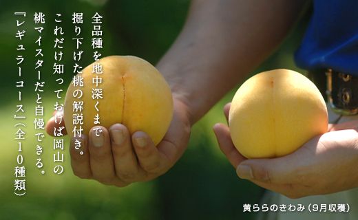 【10回定期便】桃 食べつくしレギュラーコース　岡山県総社もも生産組合【2025年産先行予約】25-140-001