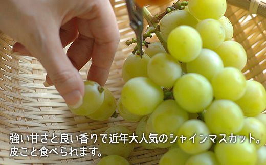 【10回定期便】総社のぶどう食べつくしレギュラーコース総社市秦担い手【2025年産先行予約】25-150-001