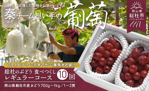 【10回定期便】総社のぶどう食べつくしレギュラーコース総社市秦担い手【2025年産先行予約】25-150-001