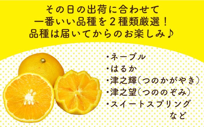 【2025年1月〜発送】【旬の 食べ比べ】柑橘（みかん）セット 約 6kg（3kg×2箱） / みかん 南島原市 / 長崎県農産品流通合同会社 [SCB041]