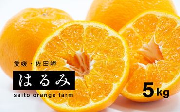 【先行予約】Saito Orange Farmのはるみ5kg ｜ 柑橘 みかん ミカン フルーツ 果物 愛媛　※離島への配送不可　※2025年2月中旬頃より順次発送予定