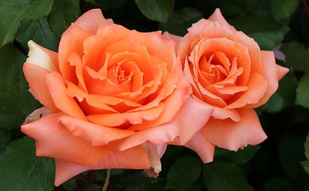 バラ鉢植え「マドモアゼルマイコ」 SWBD004